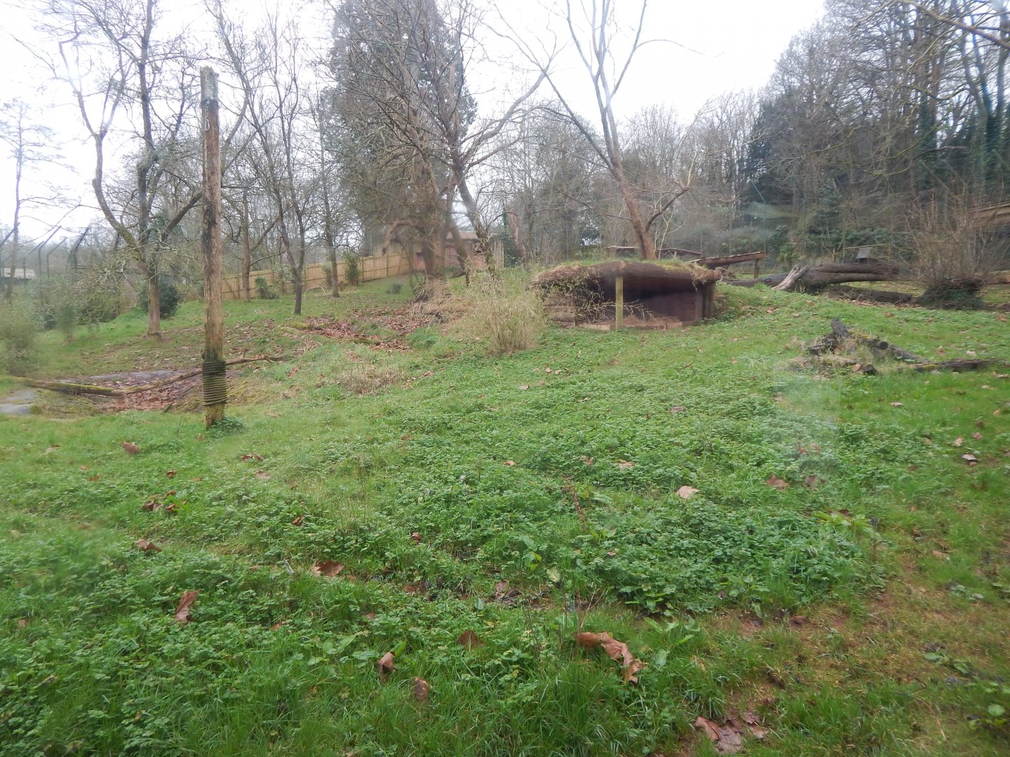 Sumatran tiger enclosure 050224