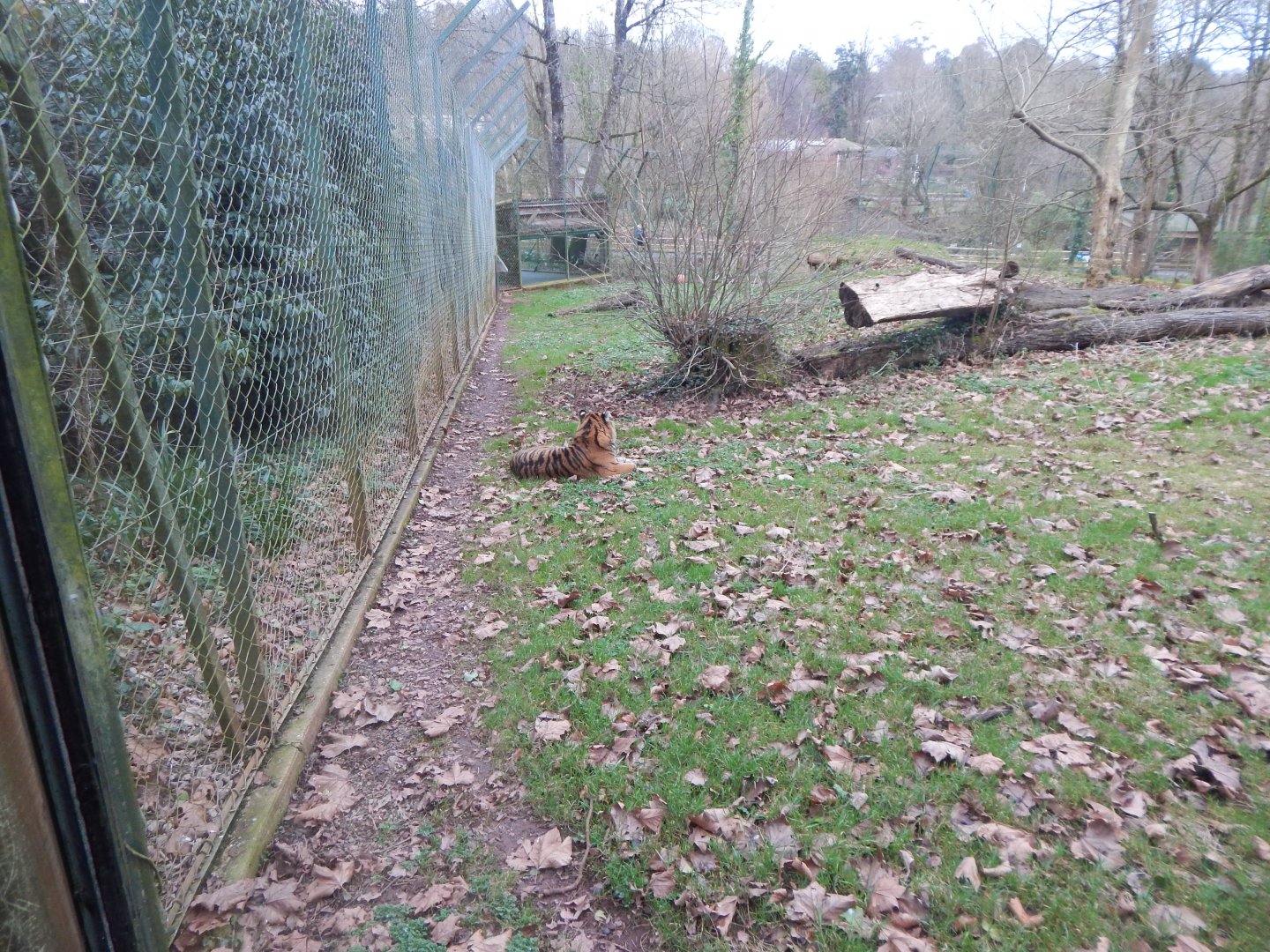 Sumatran tiger enclosure 050224