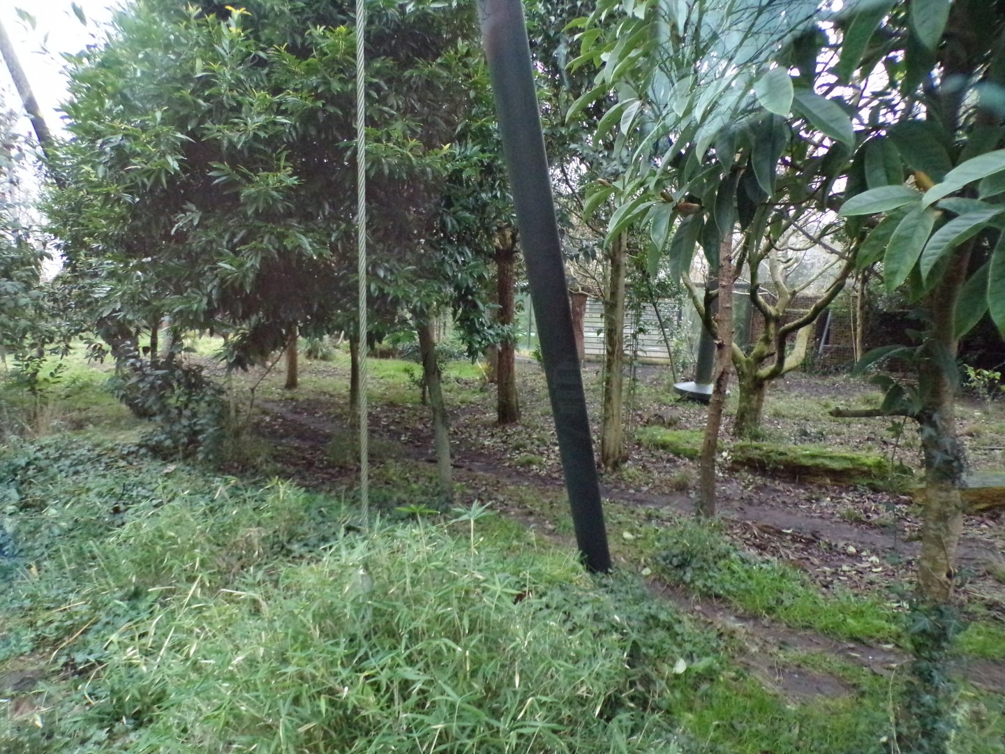 Sumatran tiger enclosure 11.2.25
