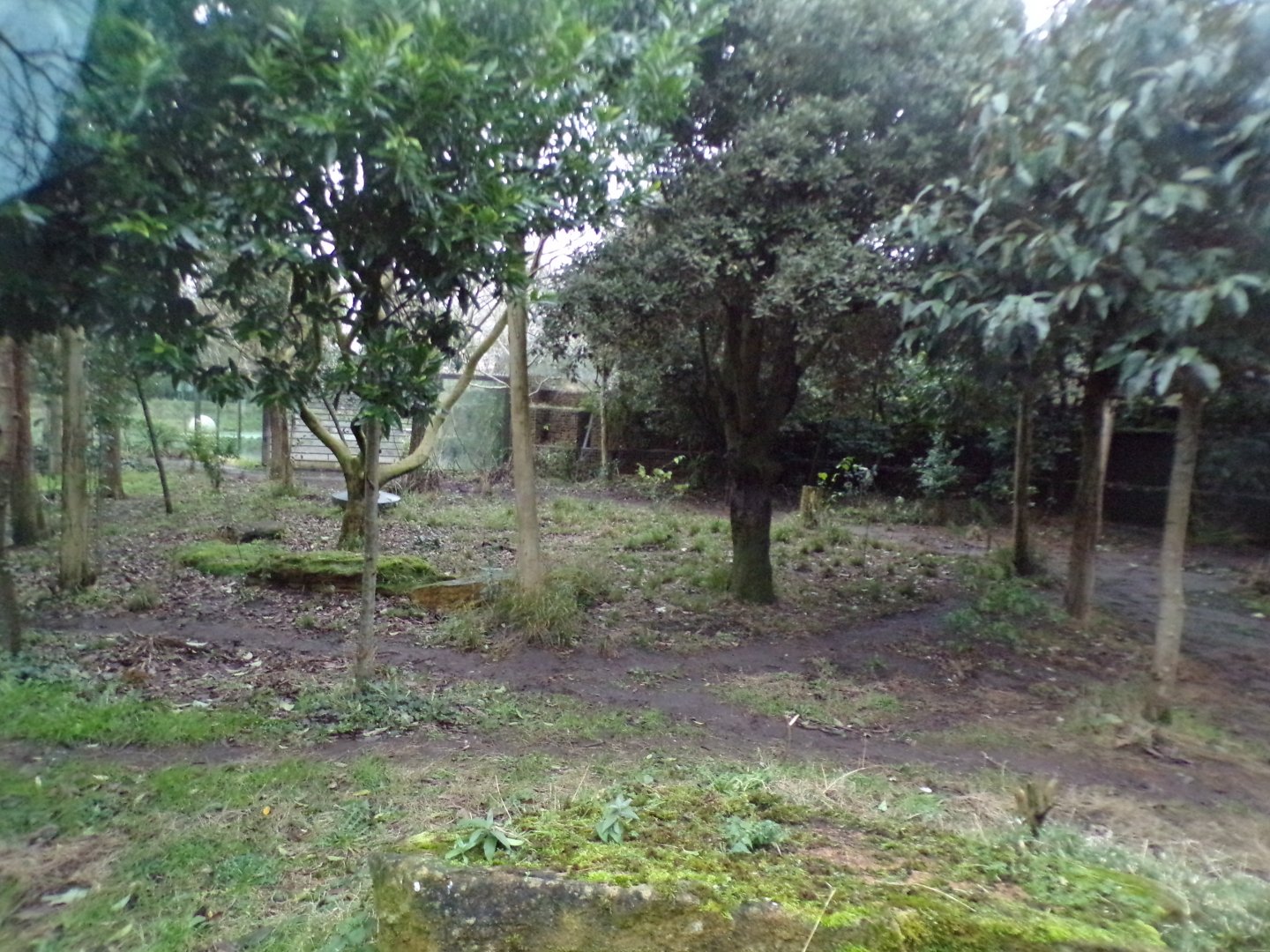 Sumatran tiger enclosure 11.2.25