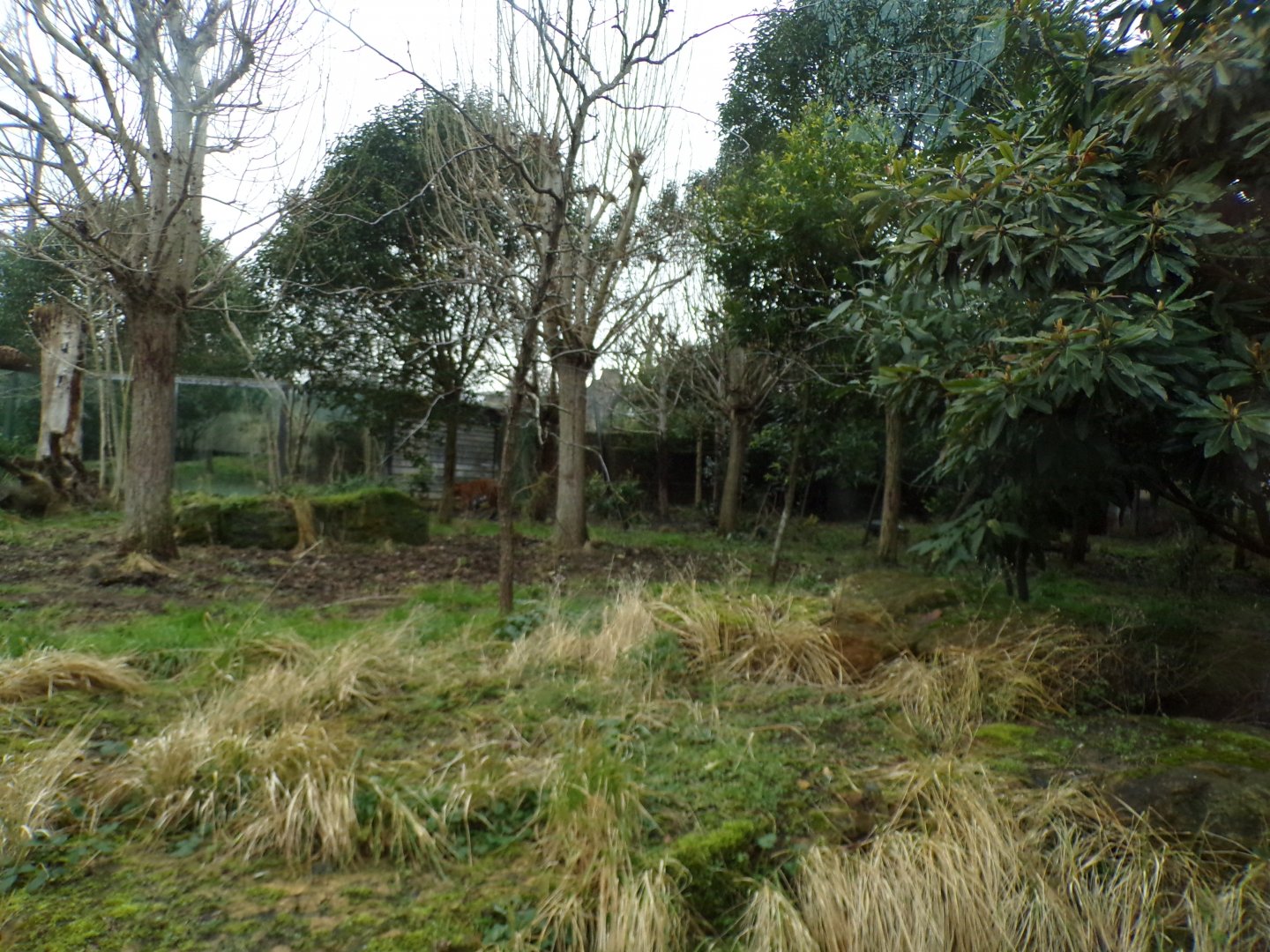 Sumatran tiger enclosure 11.2.25