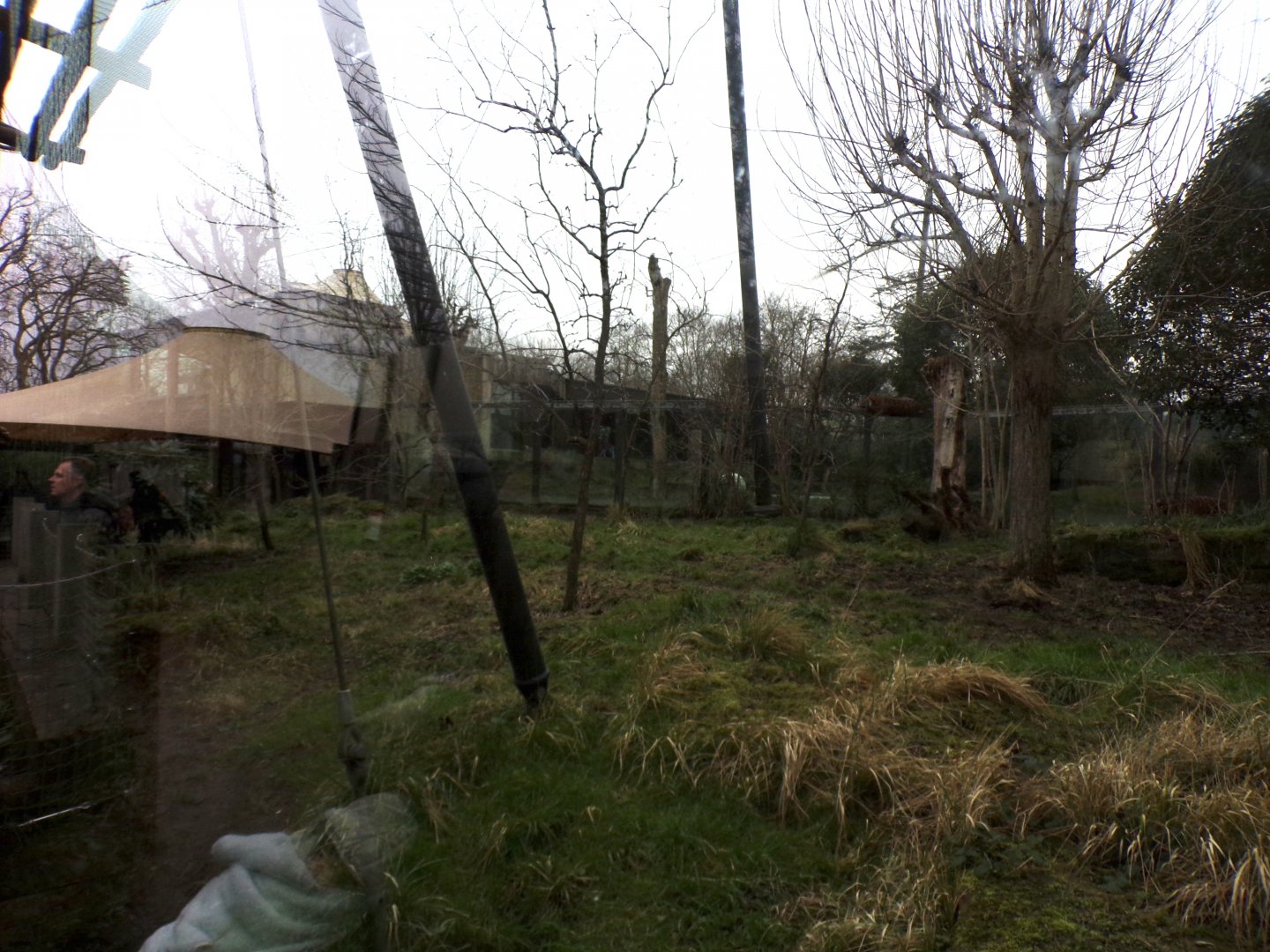 Sumatran tiger enclosure 11.2.25