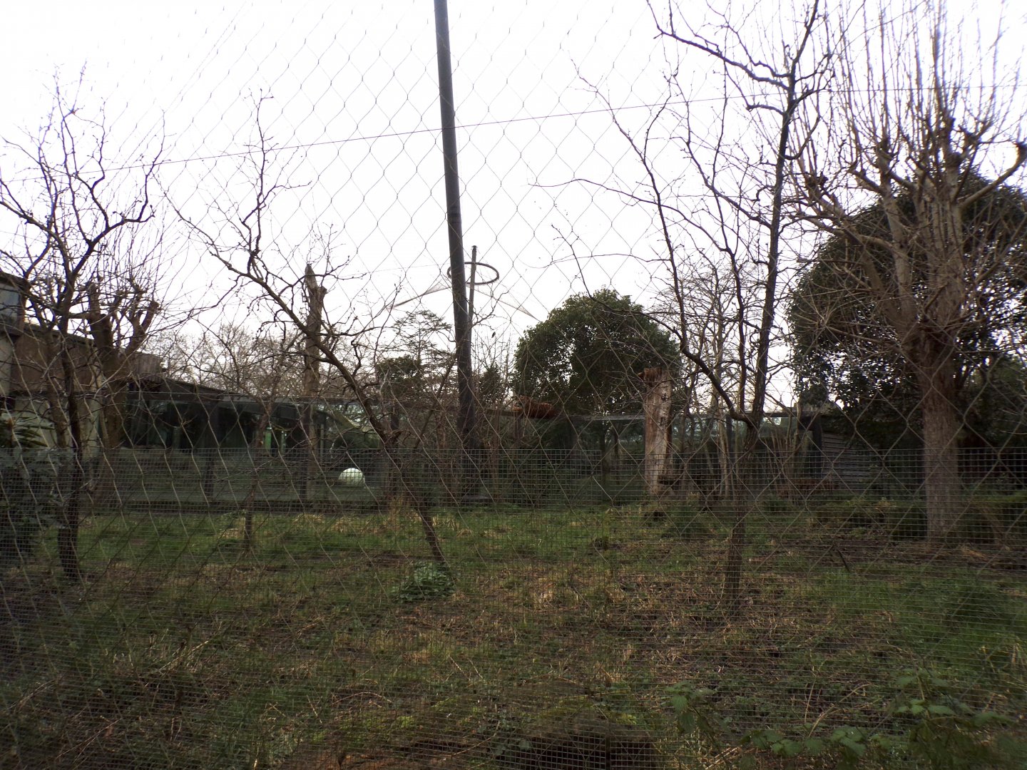 Sumatran tiger enclosure 11.2.25