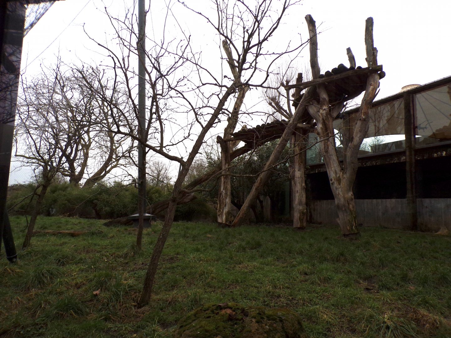 Sumatran tiger enclosure 11.2.25