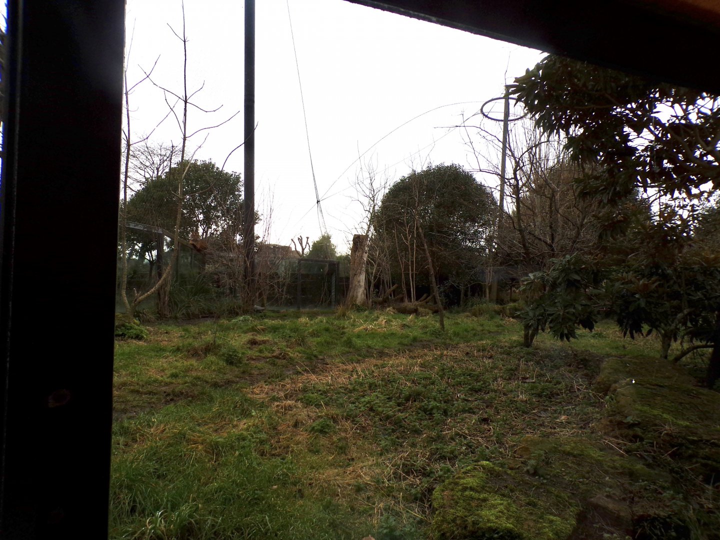 Sumatran tiger enclosure 11.2.25