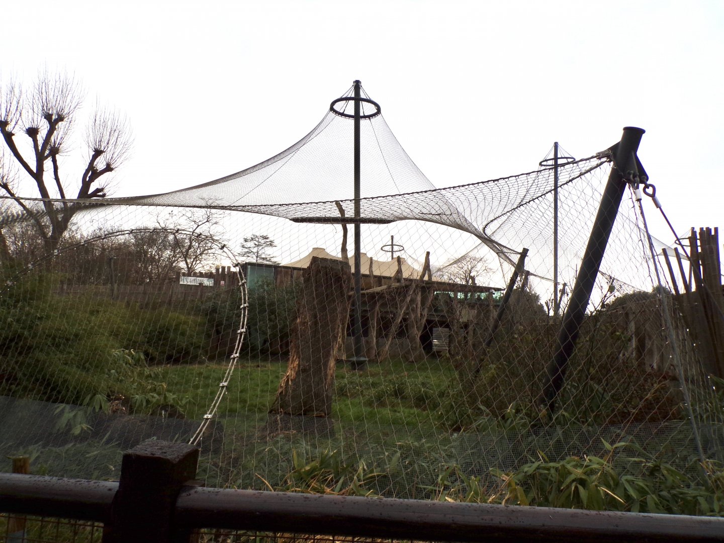 Sumatran tiger enclosure 11.2.25