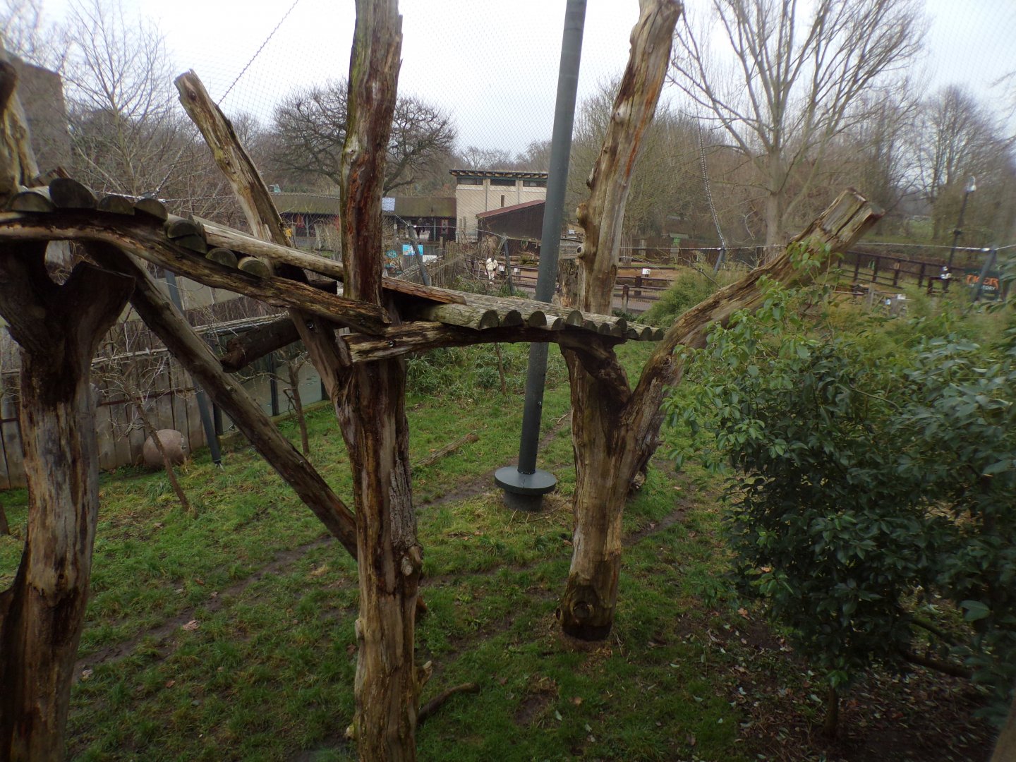 Sumatran tiger enclosure 11.2.25