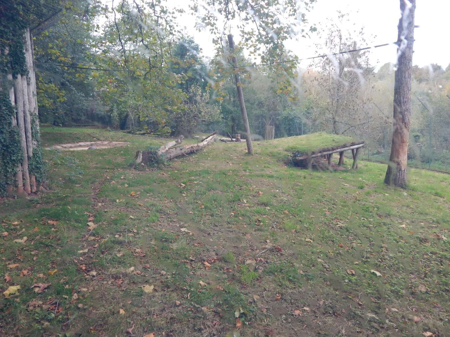 Sumatran tiger enclosure 181020