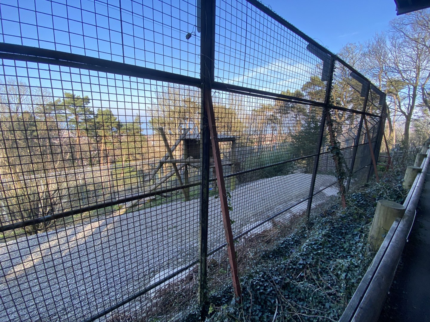 Sumatran tiger enclosure 190325