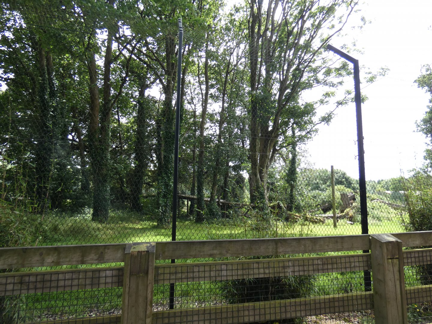 Sumatran tiger enclosure (2)