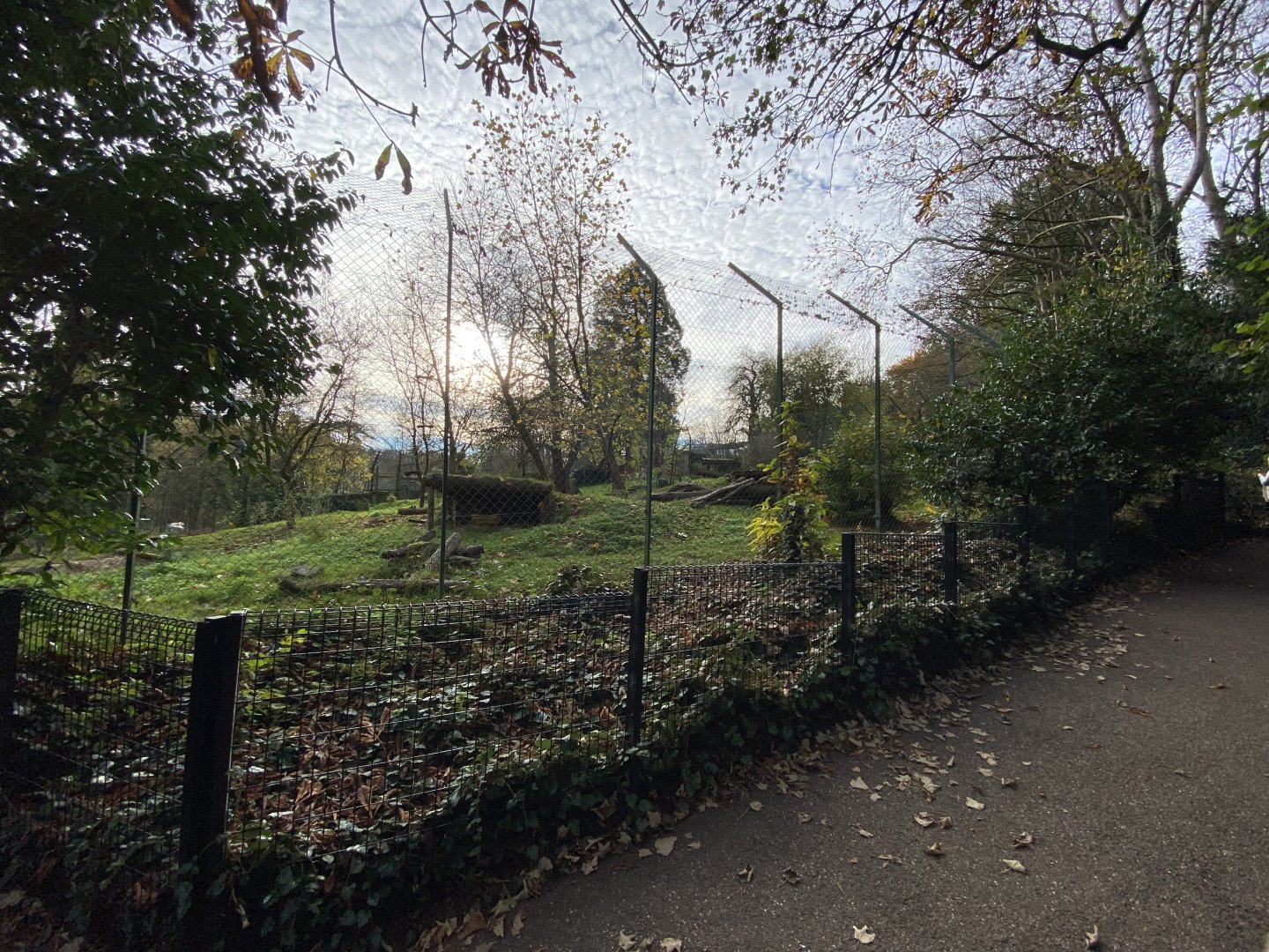 Sumatran tiger enclosure 201121