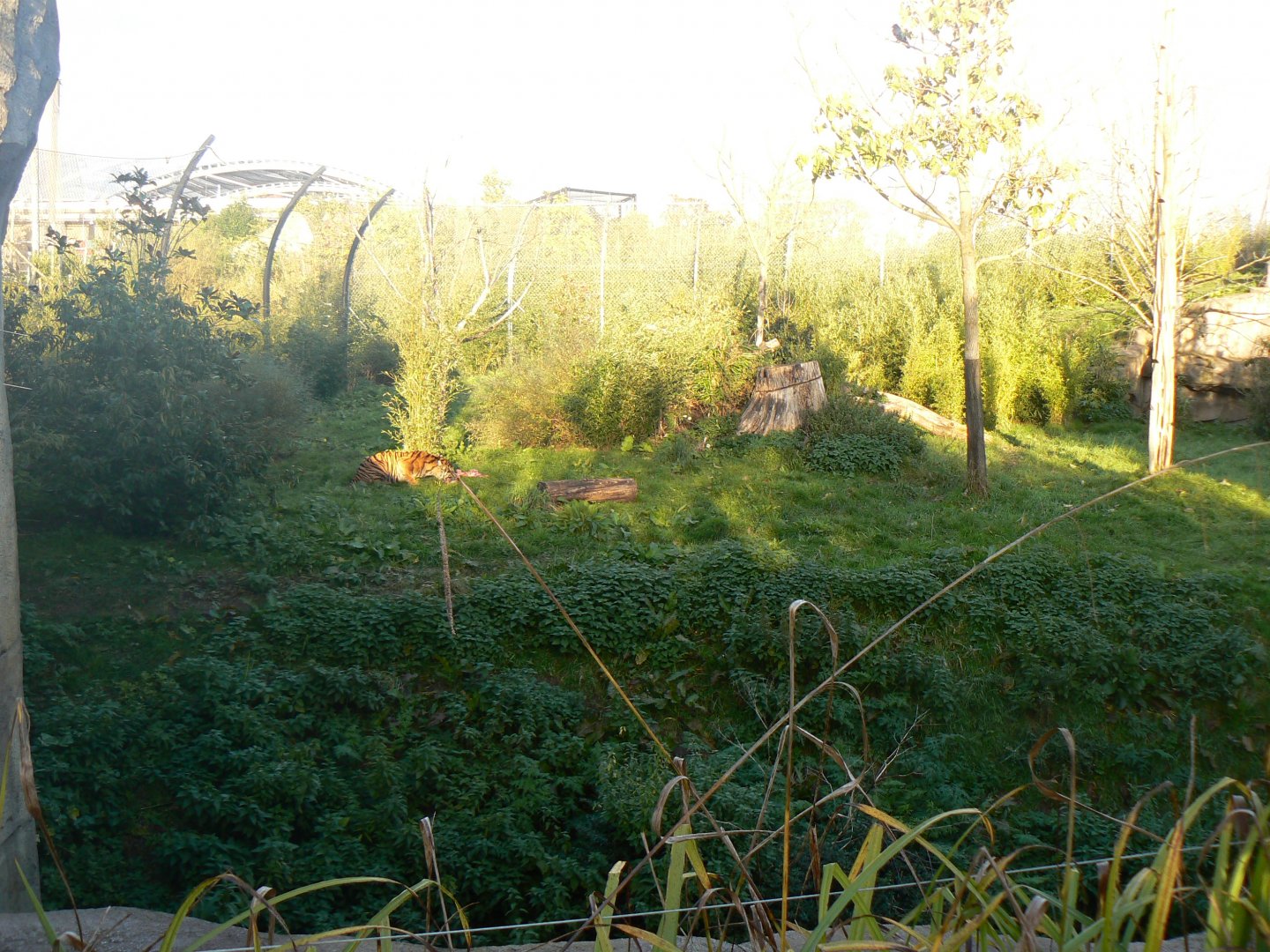 Sumatran Tiger enclosure - 27 October 2019