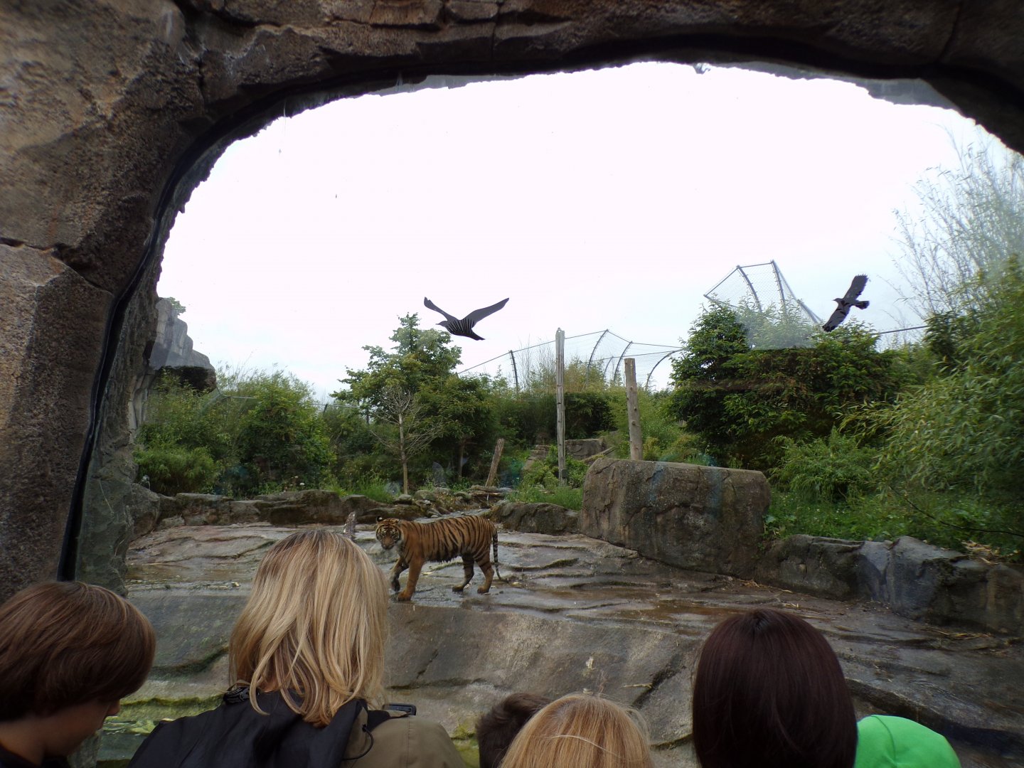 Sumatran tiger enclosure 29.6.24