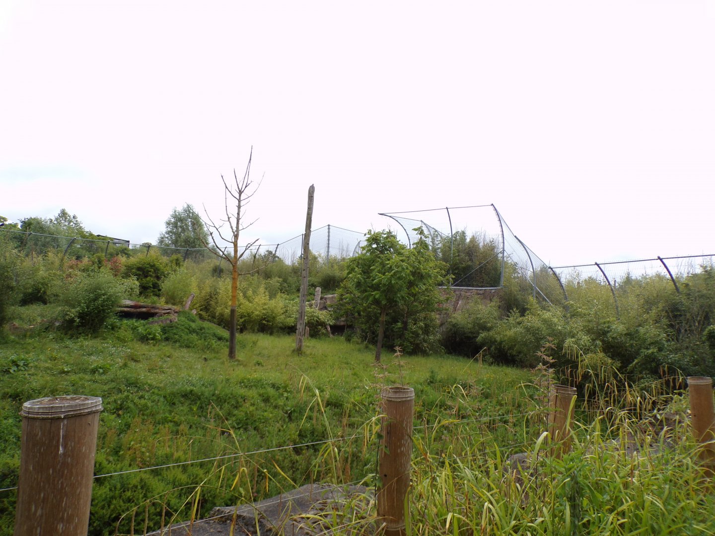 Sumatran tiger enclosure 29.6.24