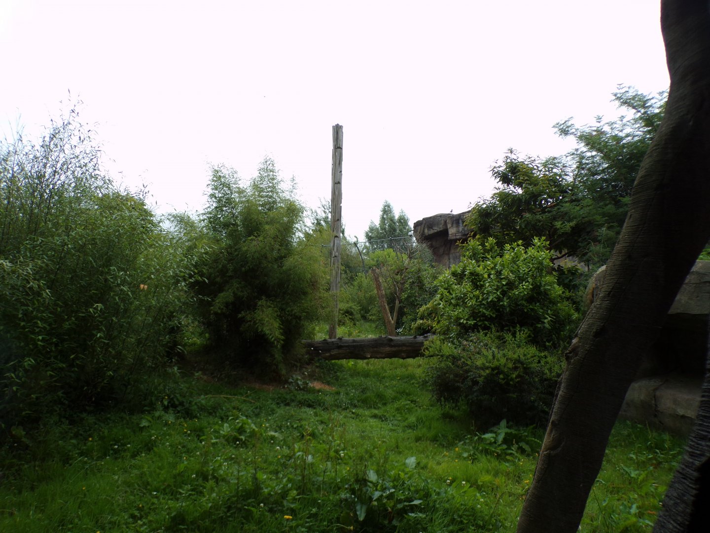 Sumatran tiger enclosure 29.6.24