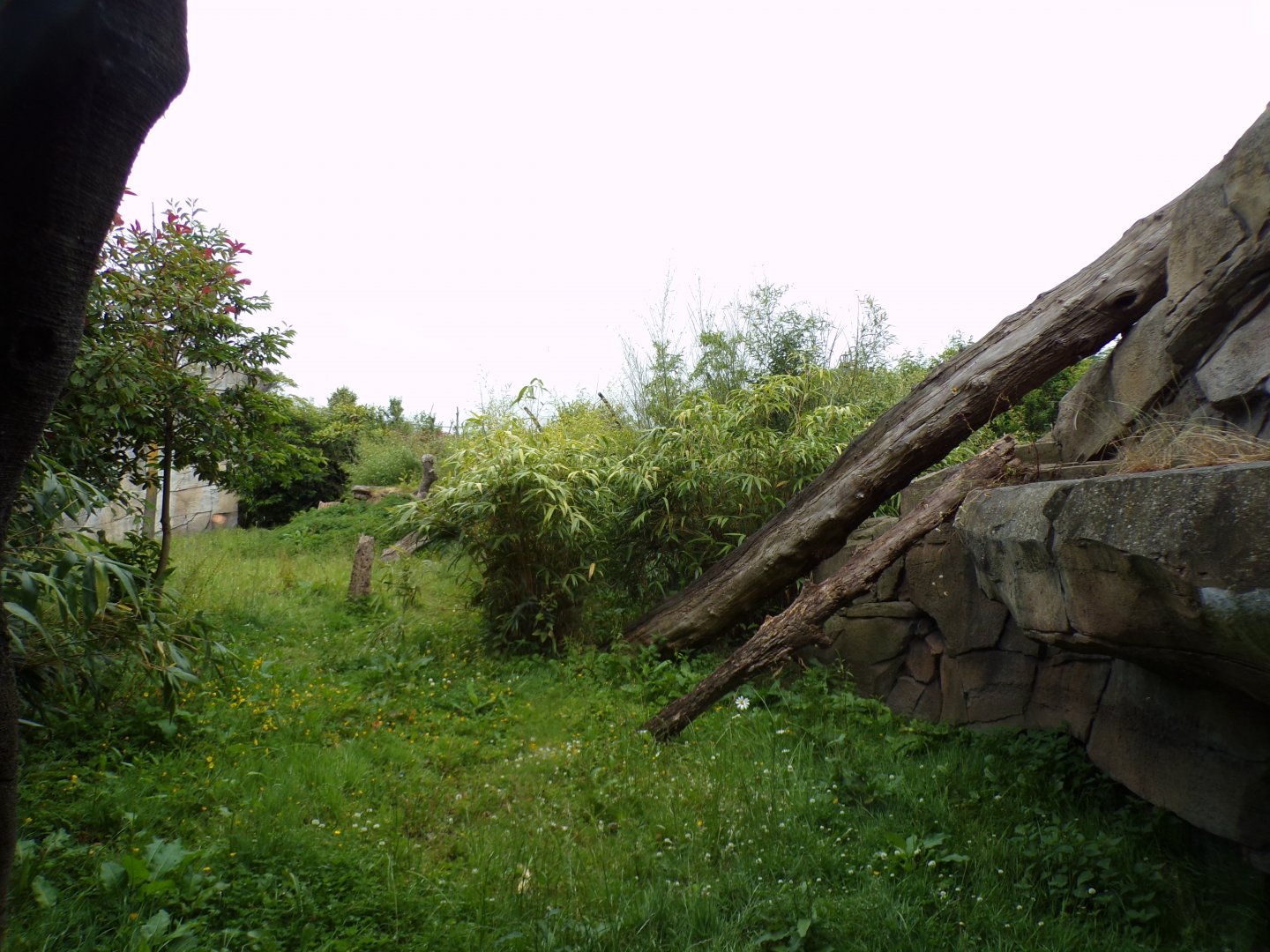Sumatran tiger enclosure 29.6.24