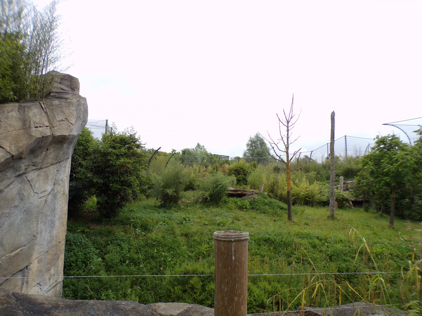 Sumatran tiger enclosure 29.6.24