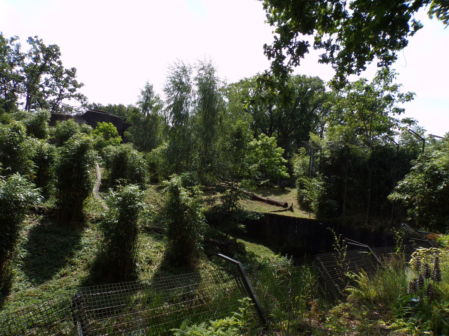Sumatran tiger enclosure 6.7.23