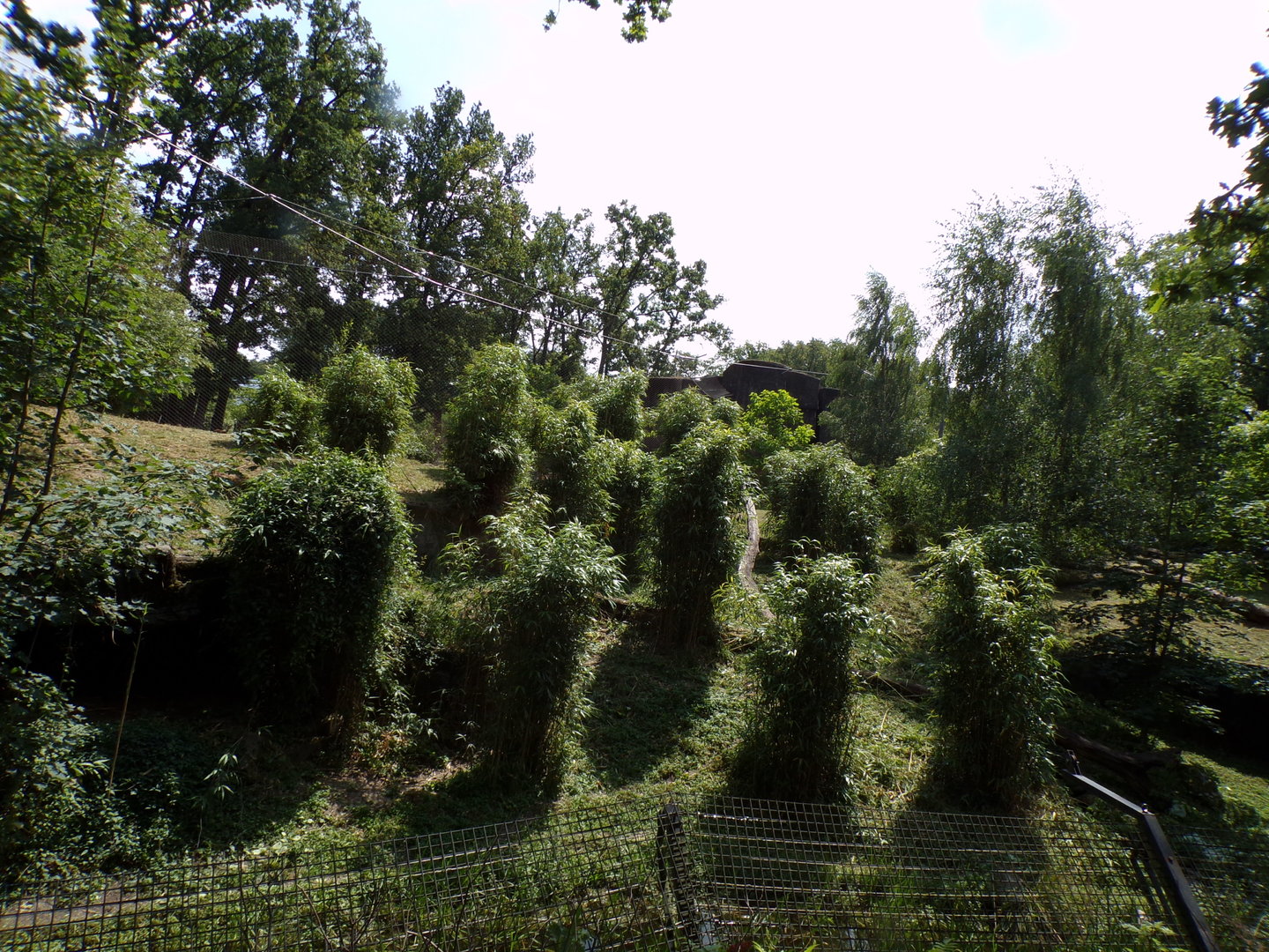Sumatran tiger enclosure 6.7.23