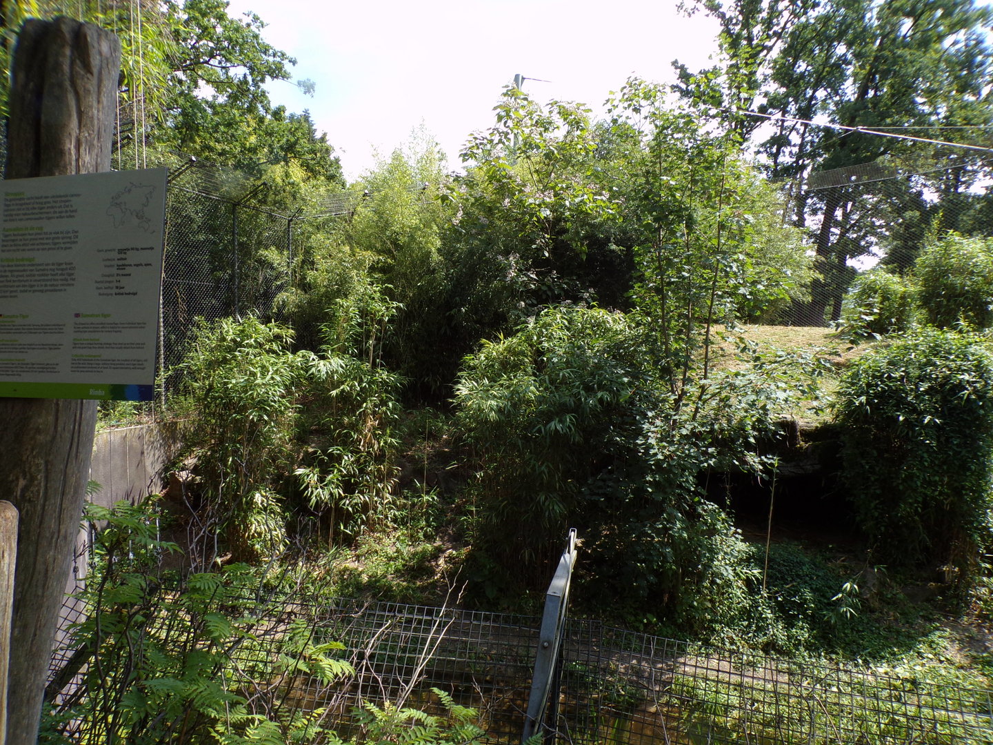 Sumatran tiger enclosure 6.7.23