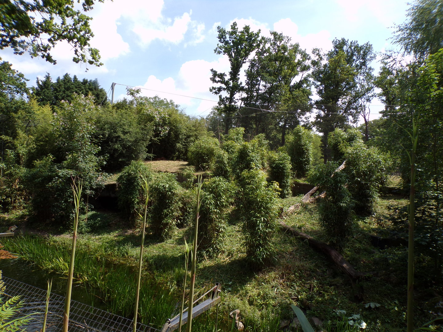 Sumatran tiger enclosure 6.7.23