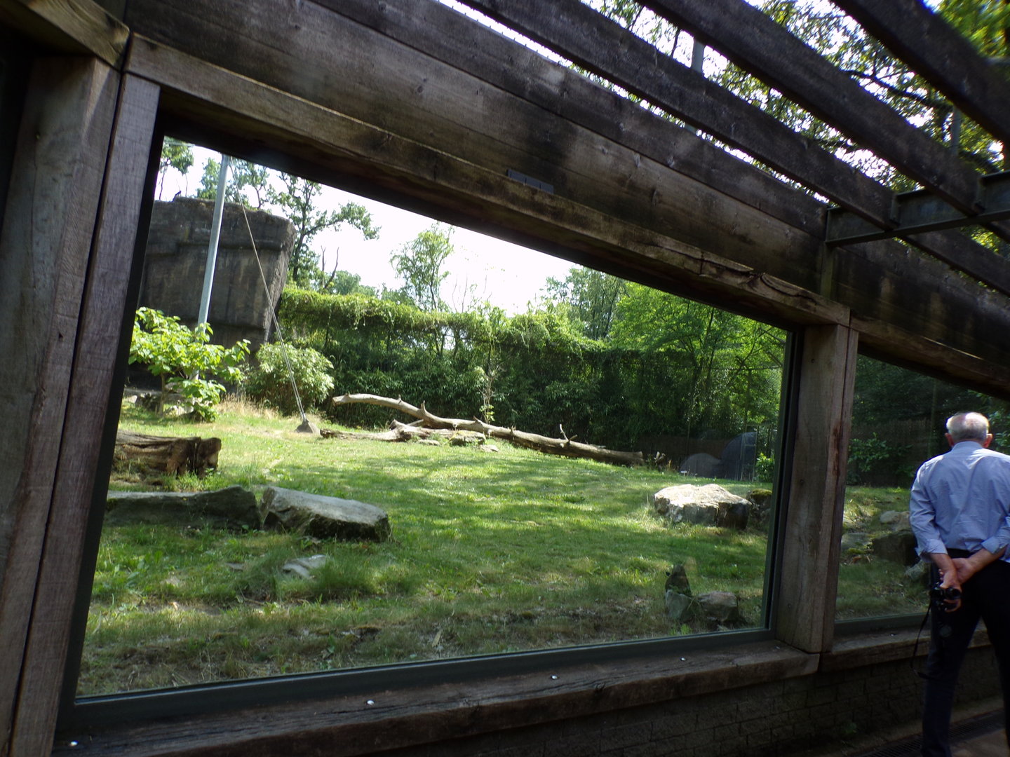 Sumatran tiger enclosure 6.7.23