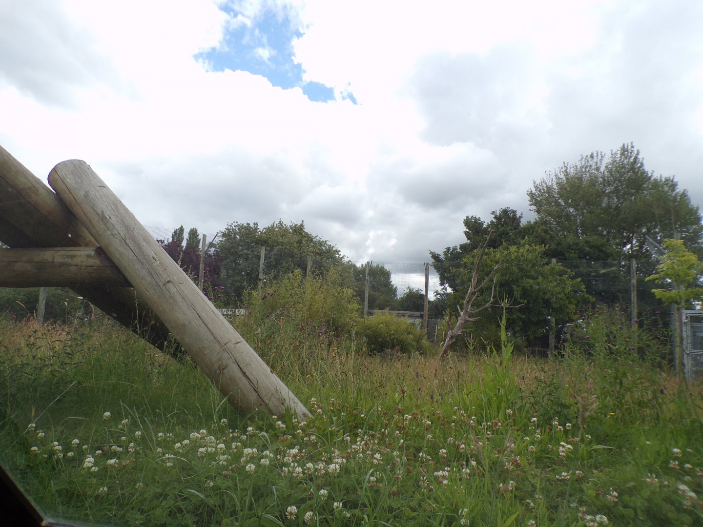 Sumatran tiger enclosure 7.7.24