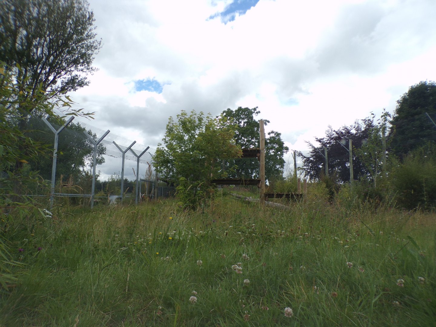 Sumatran tiger enclosure 7.7.24