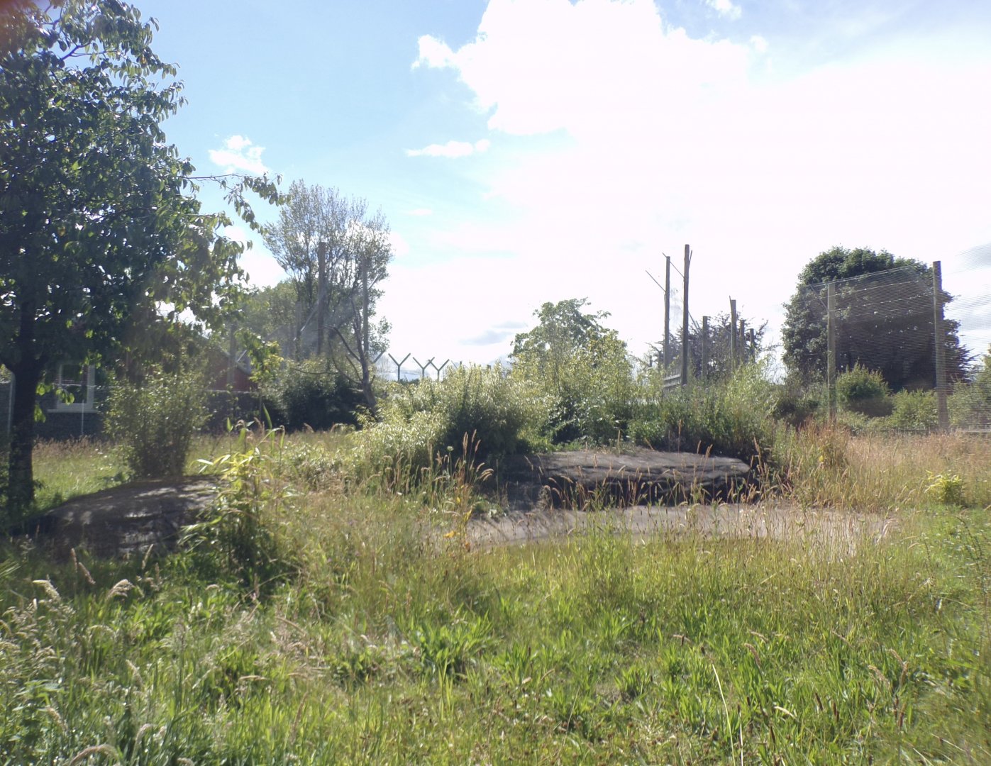 Sumatran tiger enclosure 7.7.24