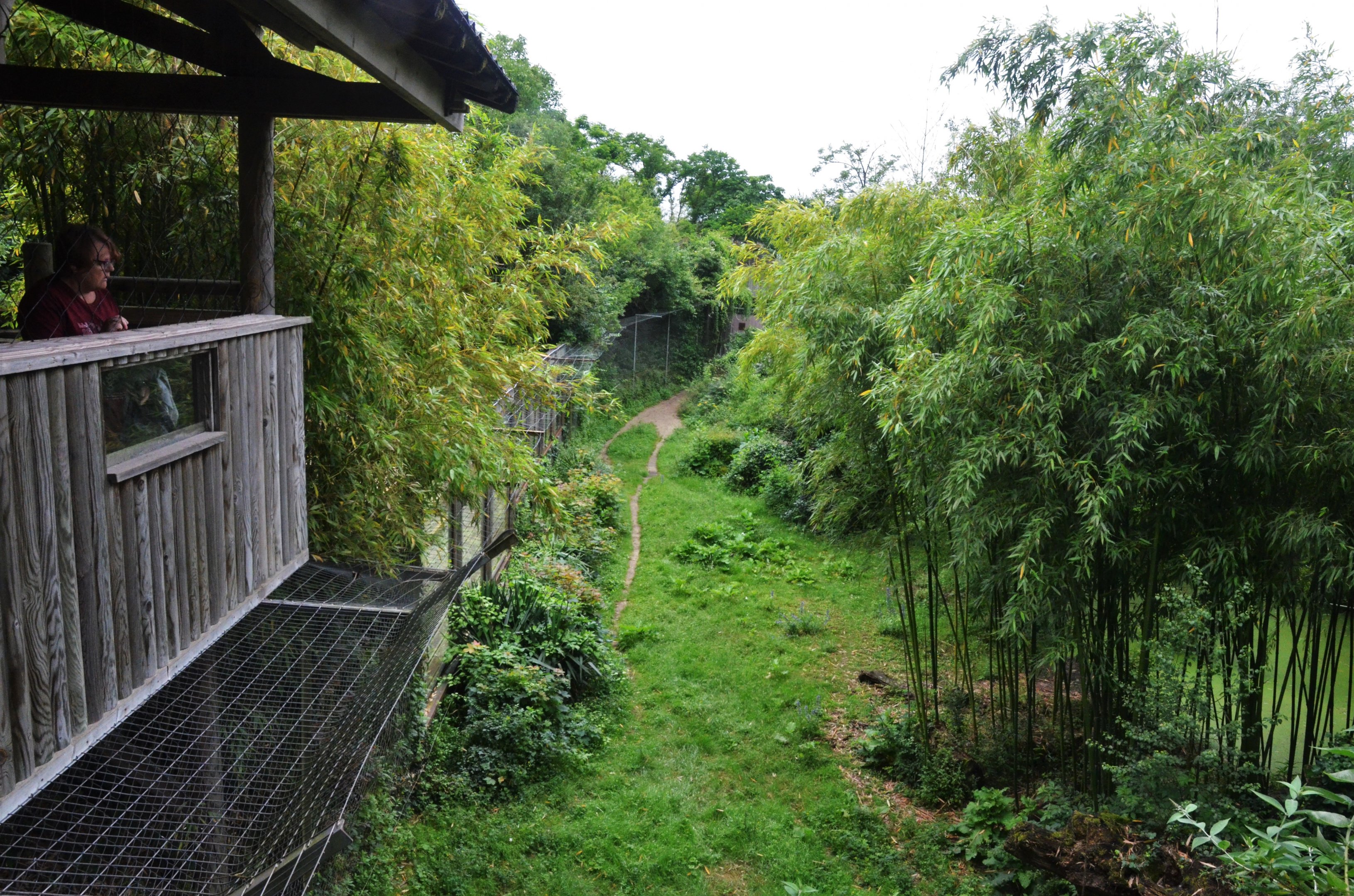 Sumatran Tiger Enclosure at Doué-la-Fontaine, 15/06/18