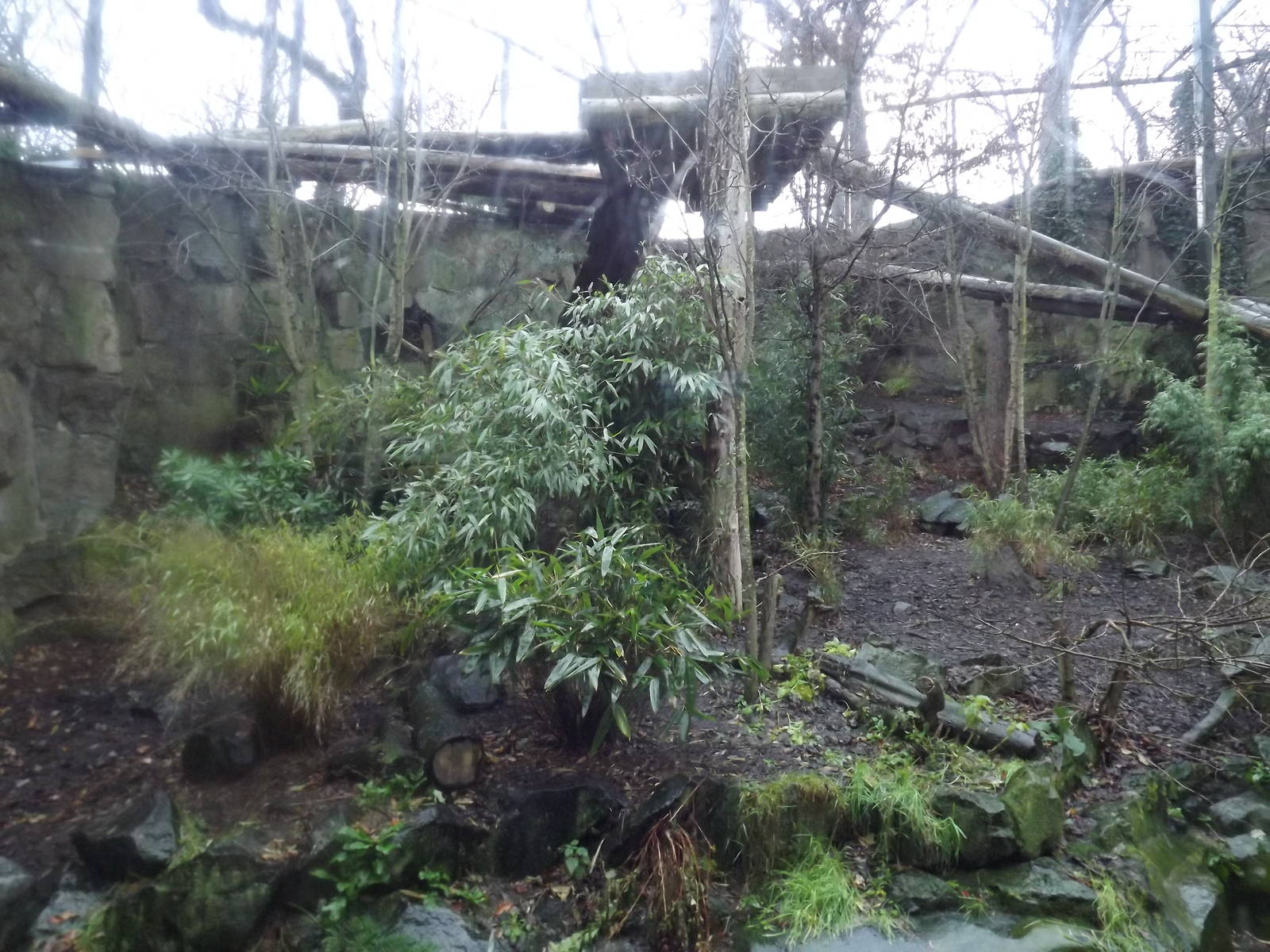 Sumatran tiger enclosure at Edinburgh Zoo 28/12/11