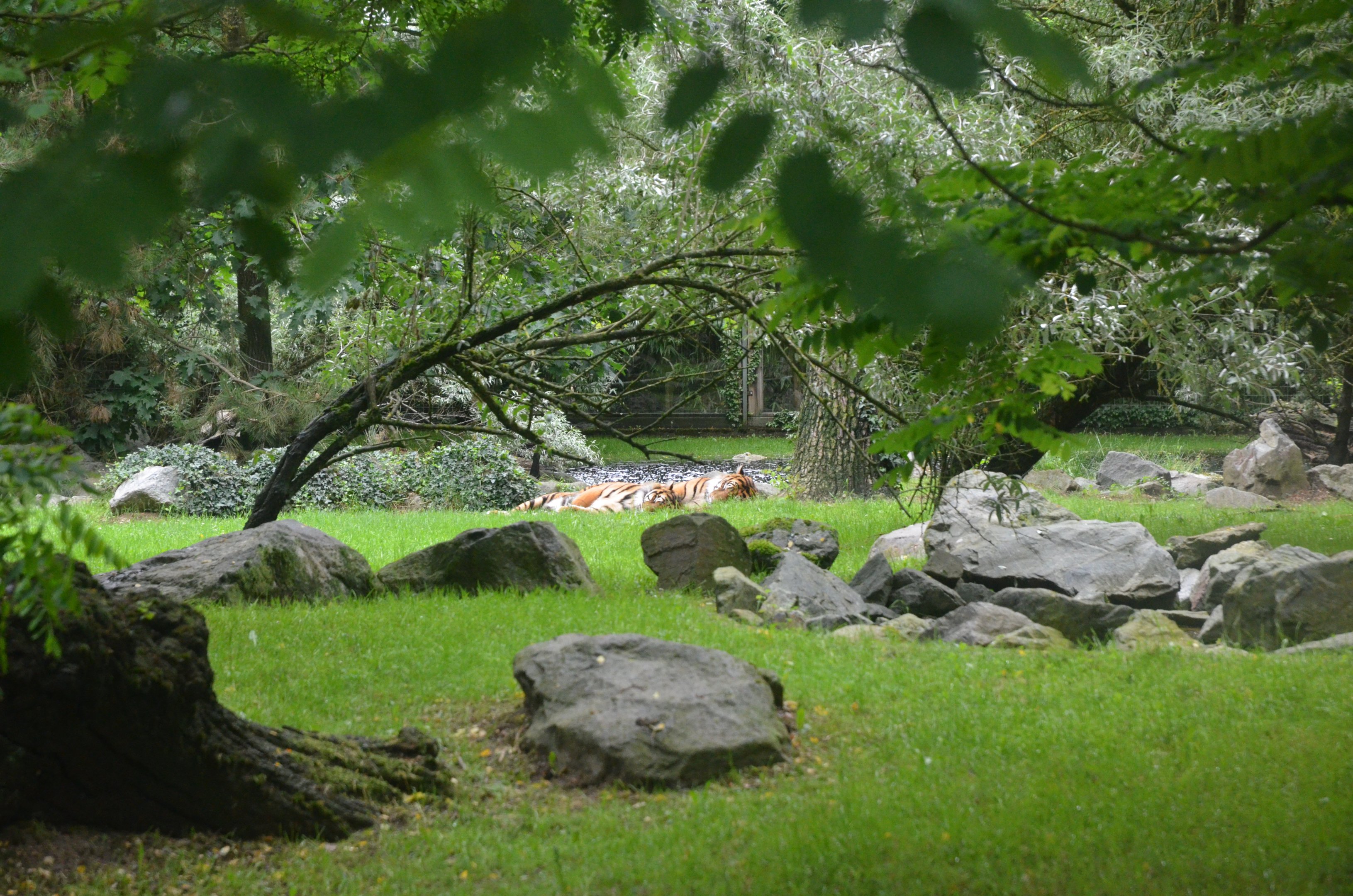 Sumatran Tiger Enclosure at La Flèche, 11/06/18