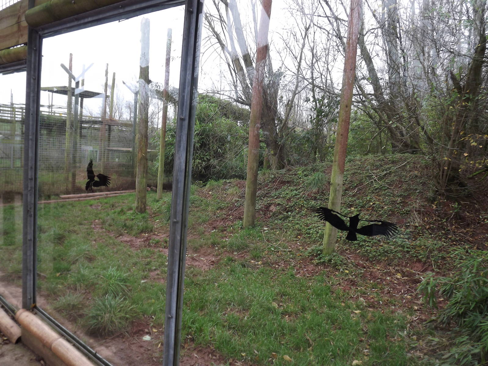 Sumatran tiger enclosure at South Lakes WAP 26/11/11