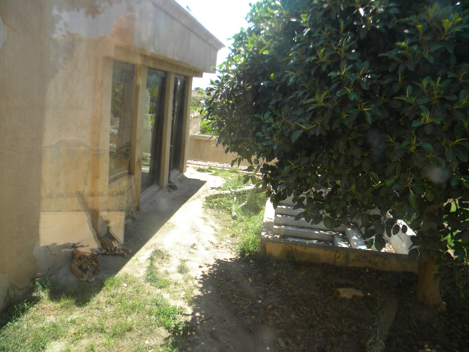 Sumatran Tiger enclosure at Terra Natura 29/07/11