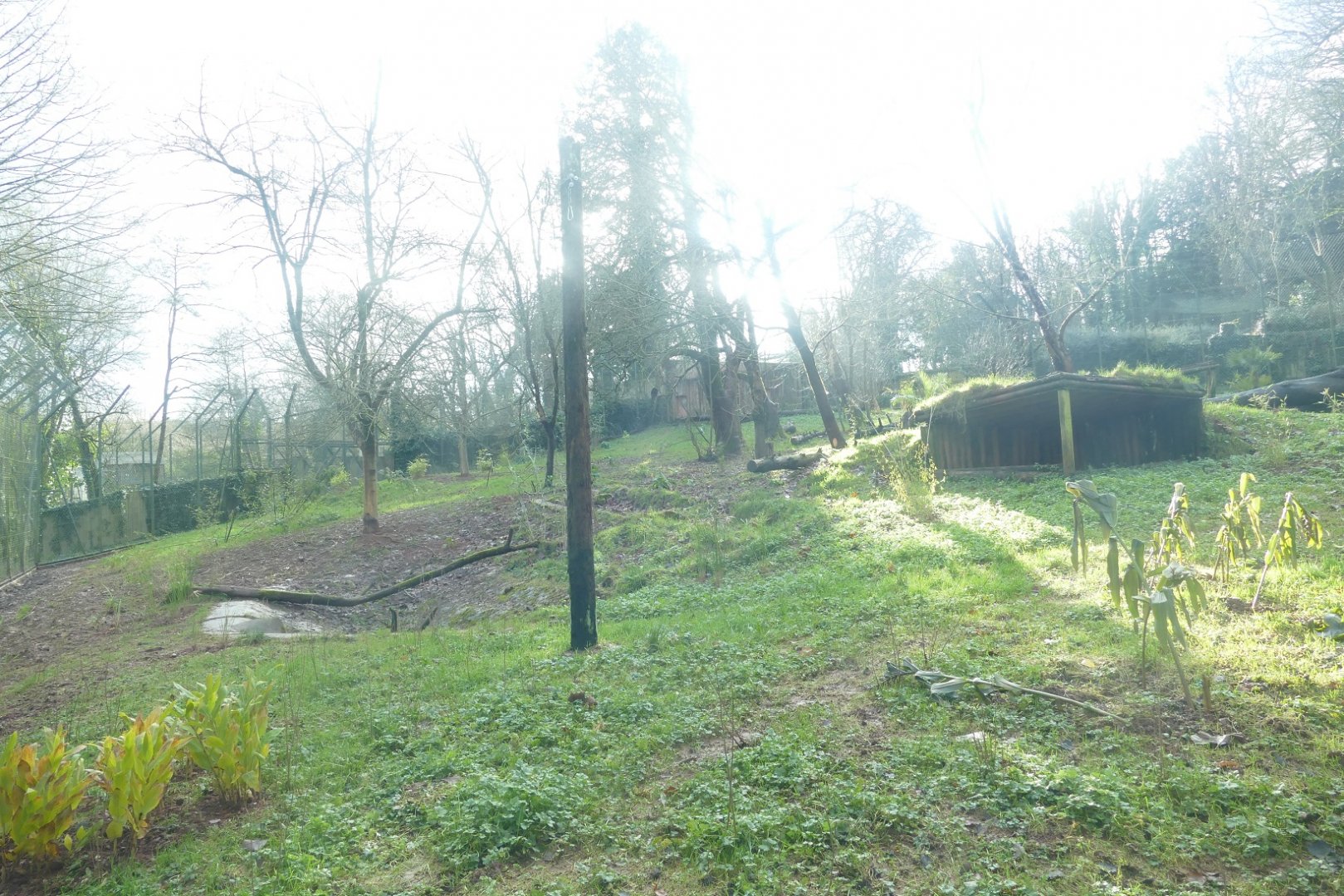 Sumatran tiger enclosure, December 2020
