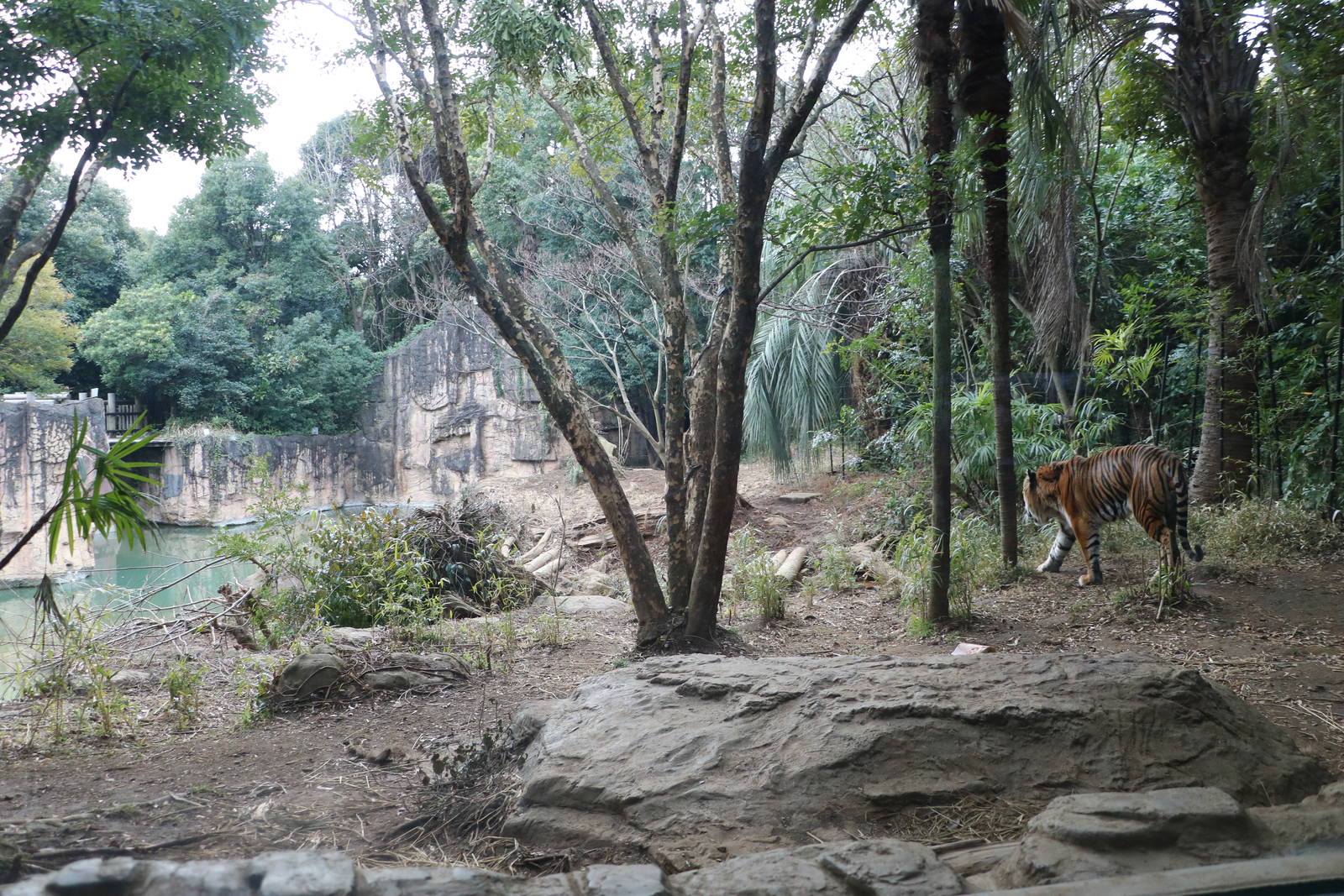 Sumatran tiger enclosure, February 2016