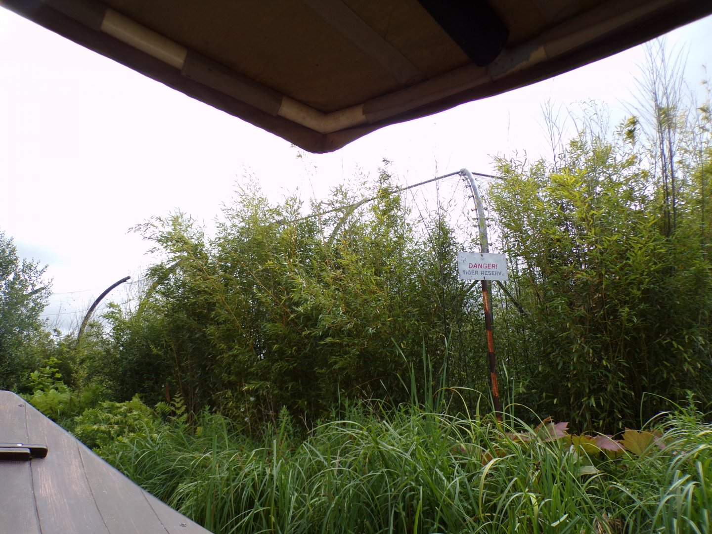 Sumatran tiger enclosure from the riverboat ride 29.6.24