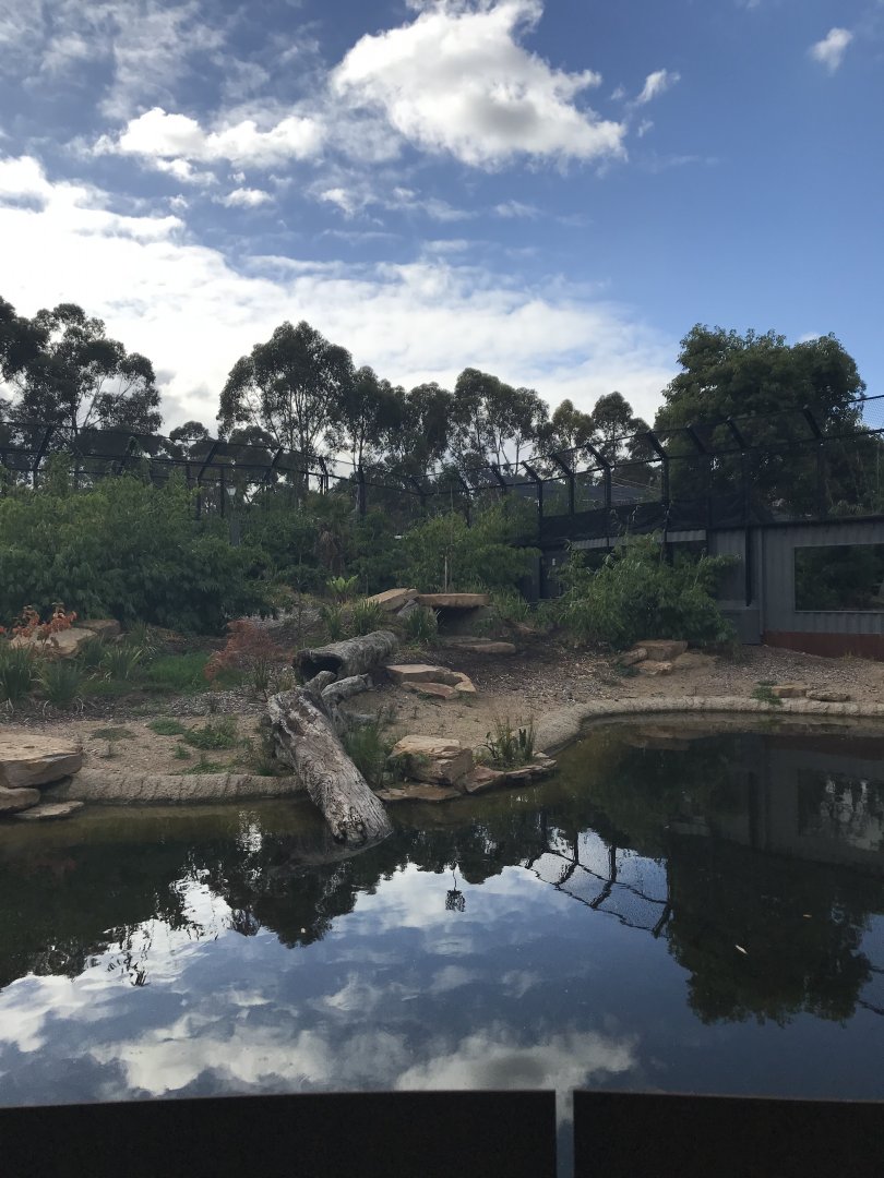 Sumatran tiger enclosure( in snow leopard ridge)