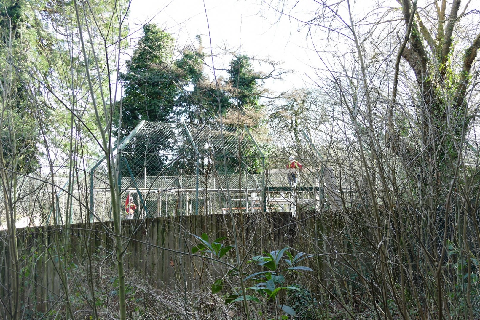 Sumatran tiger enclosure, January 2019