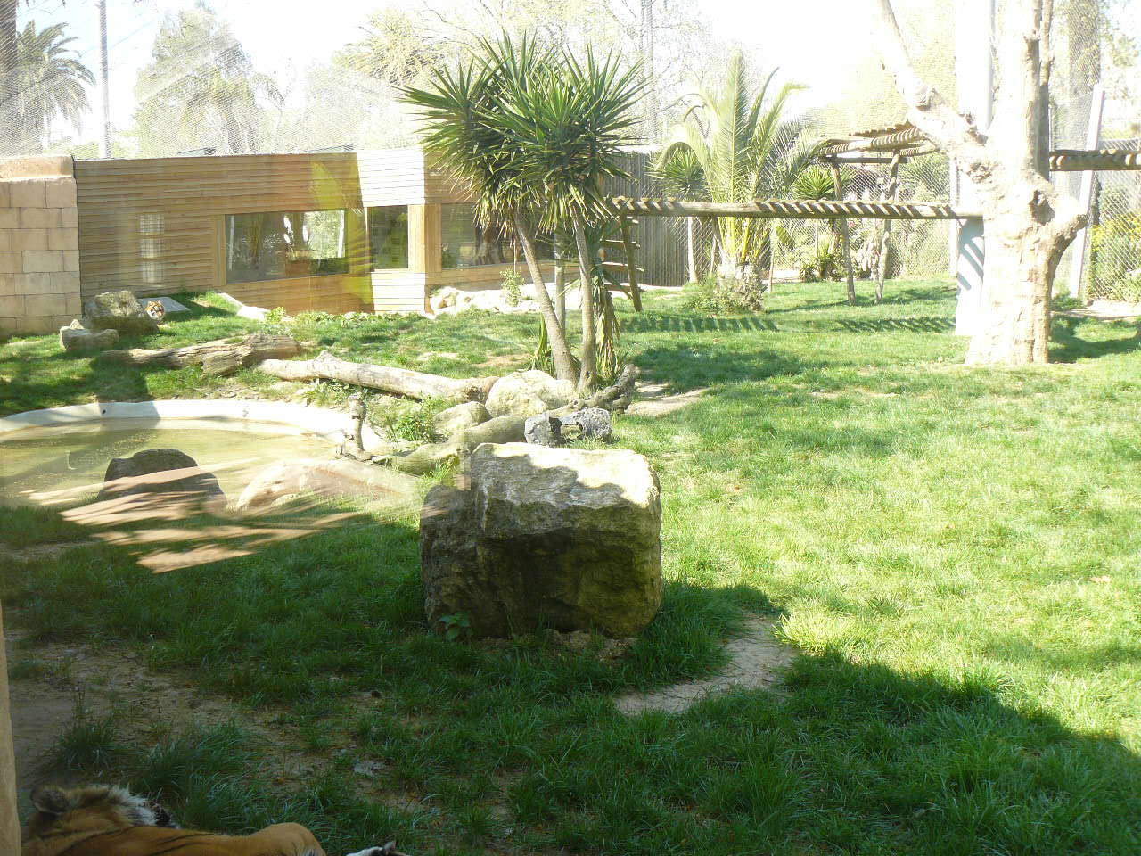 Sumatran Tiger Enclosure - Lisbon Zoo