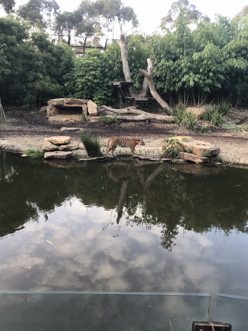 Sumatran Tiger enclosure (part of the Carnivores precinct)