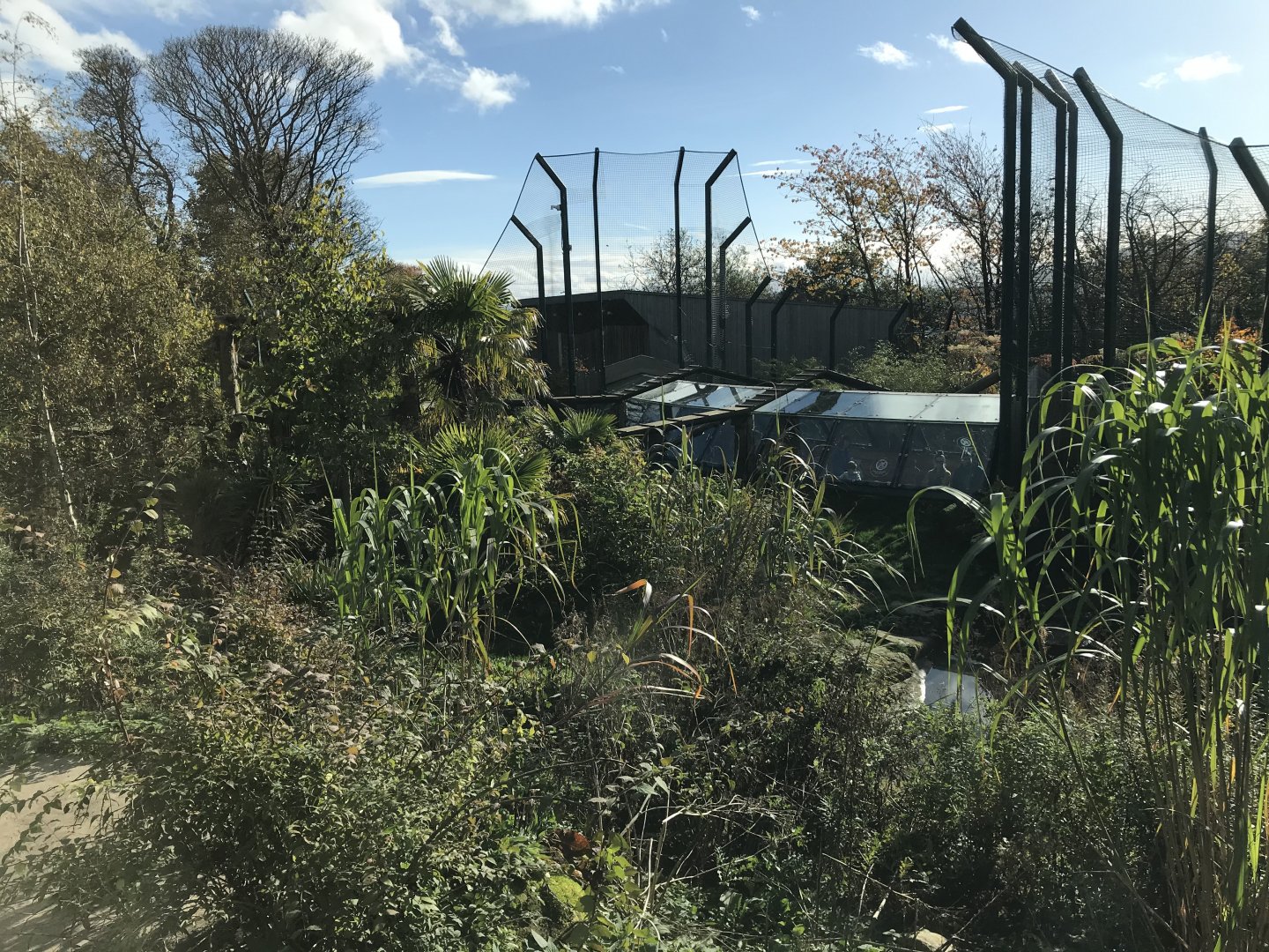 Sumatran tiger enclosure (tiger tracks)