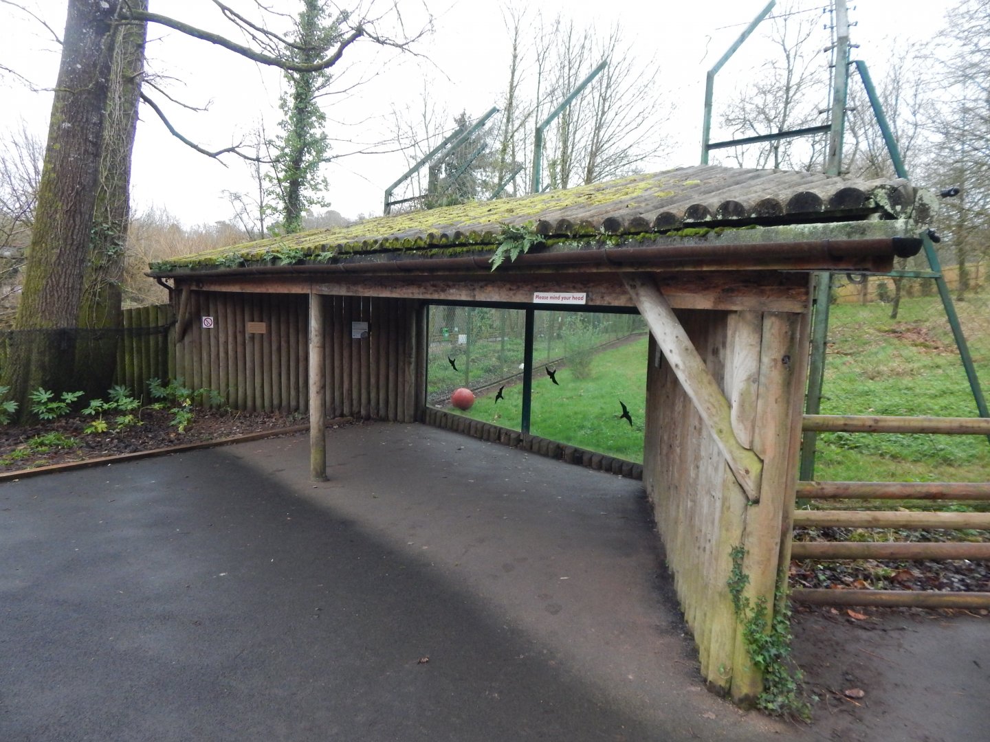 Sumatran tiger enclosure viewing area 050224