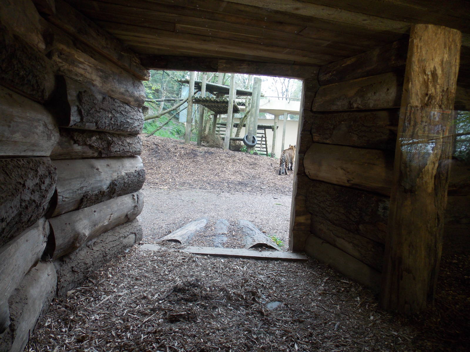 Sumatran Tiger enclosure