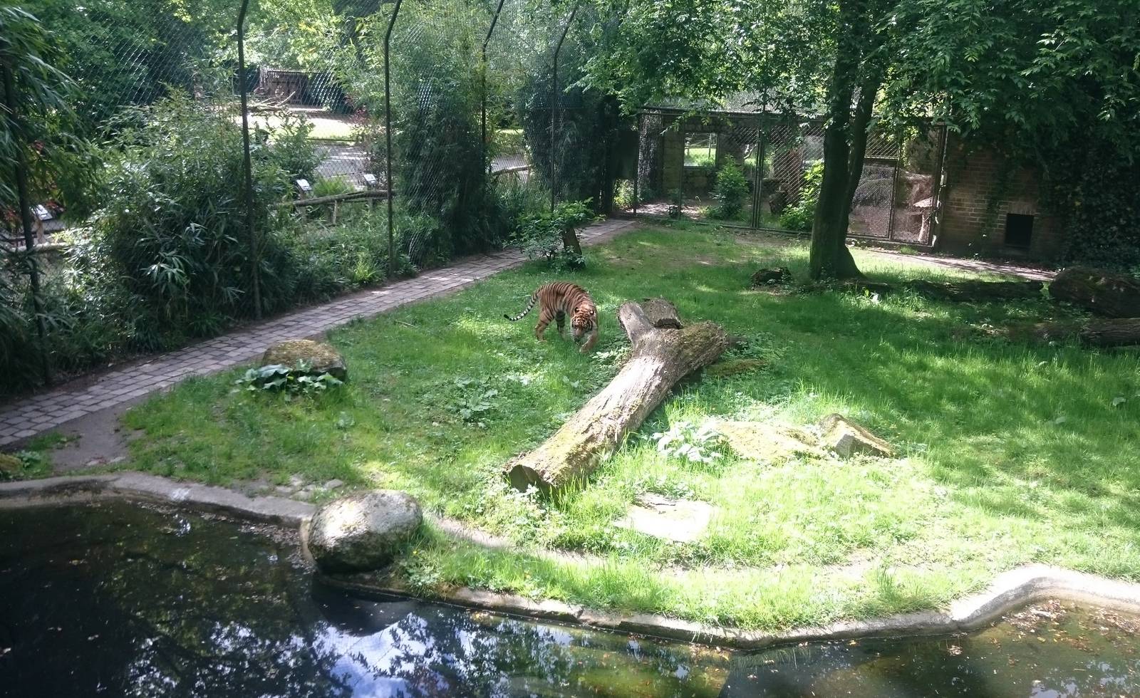 Sumatran tiger enclosure