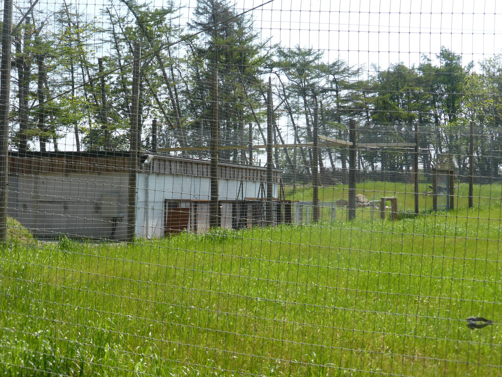 Sumatran Tiger enclosure