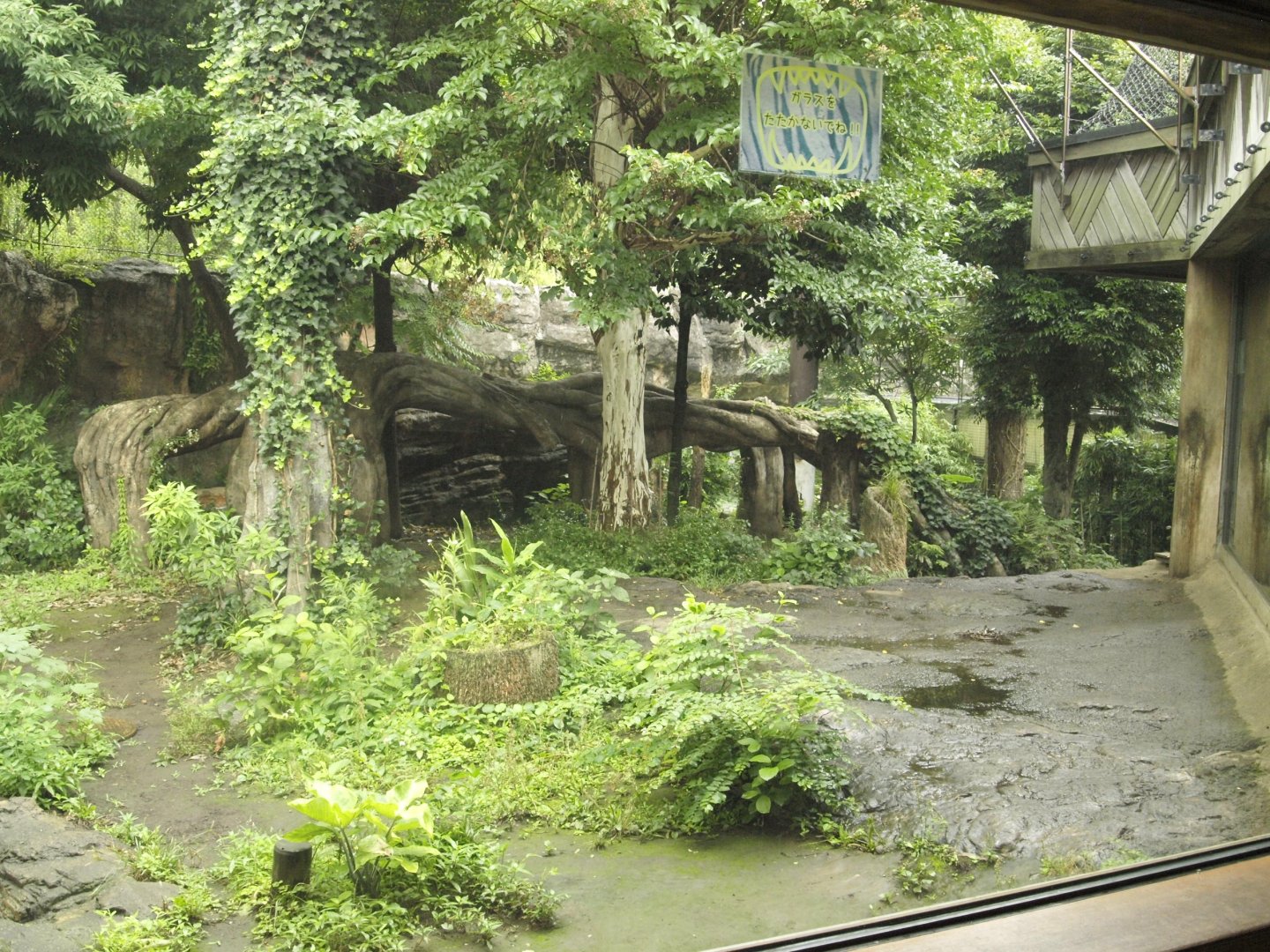 Sumatran tiger enclosure