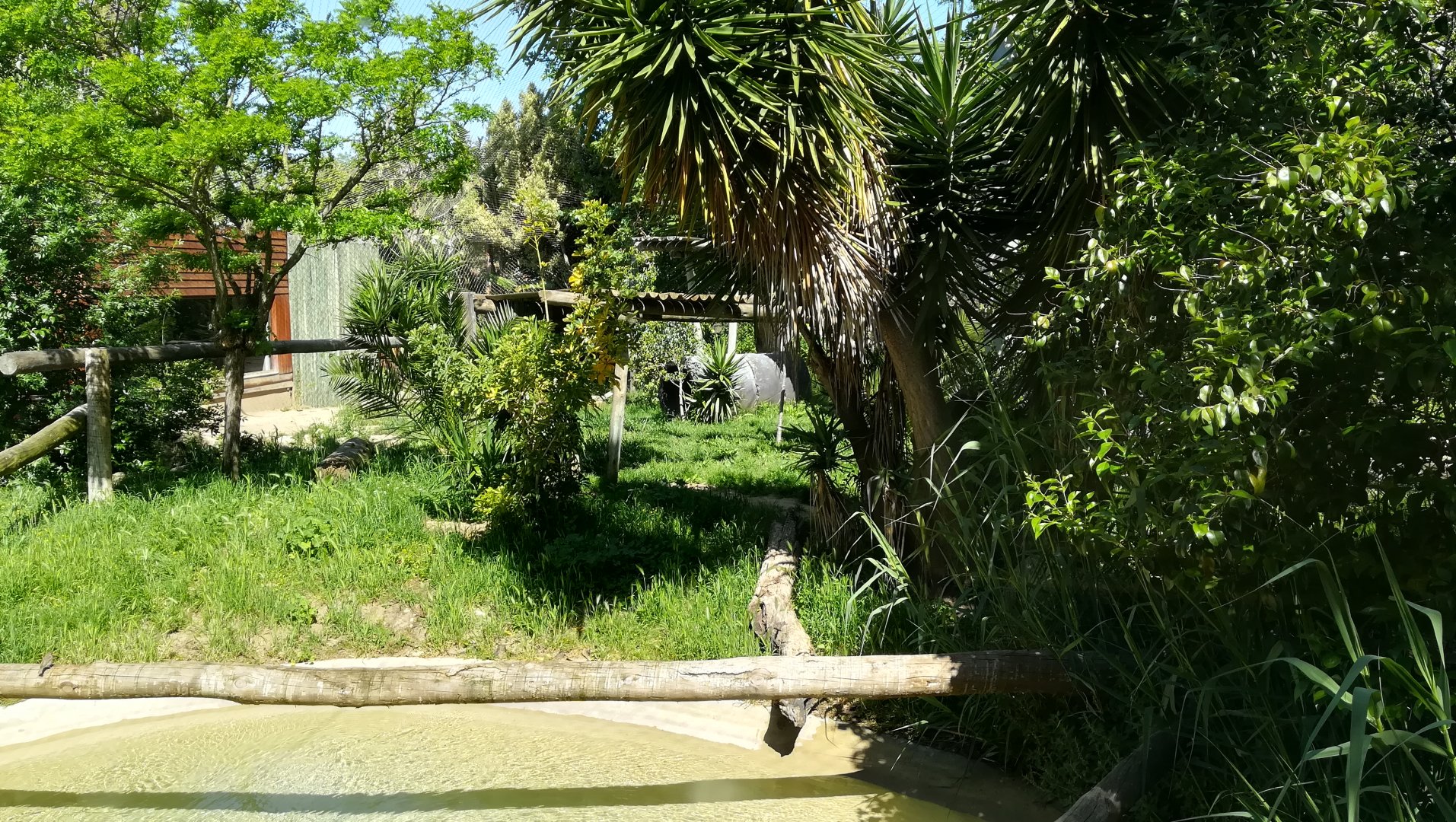 Sumatran tiger enclosure