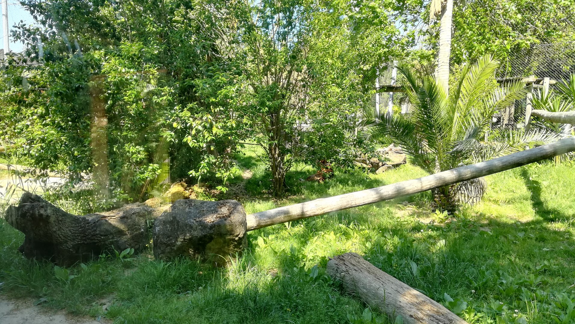 Sumatran tiger enclosure