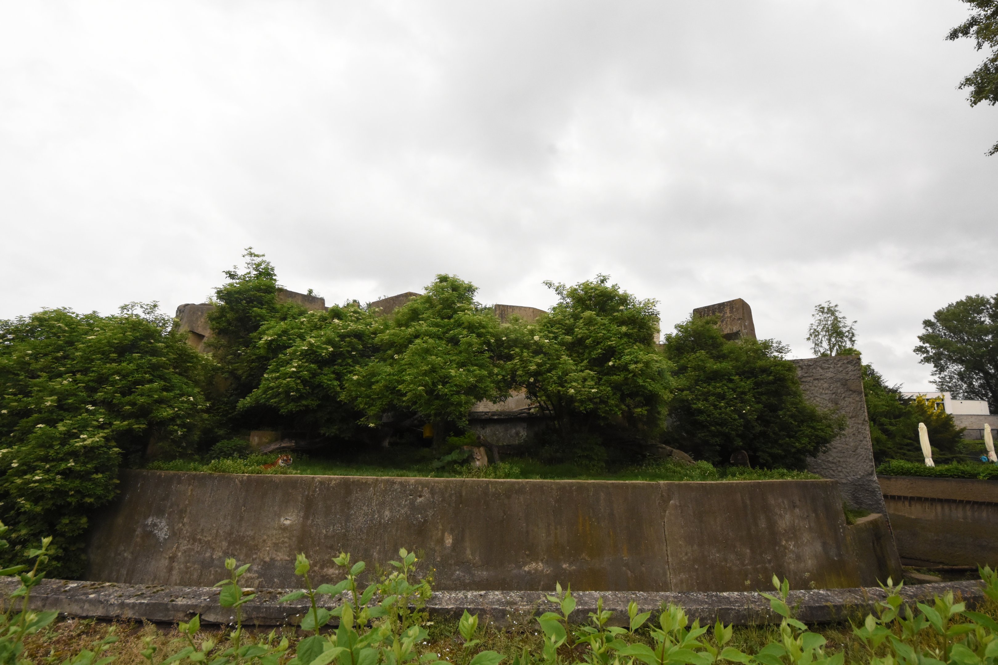 Sumatran tiger enclosure